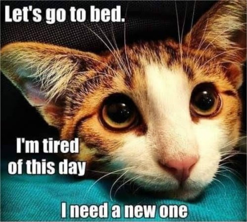 caturday bedtime majorgeeks.jpg